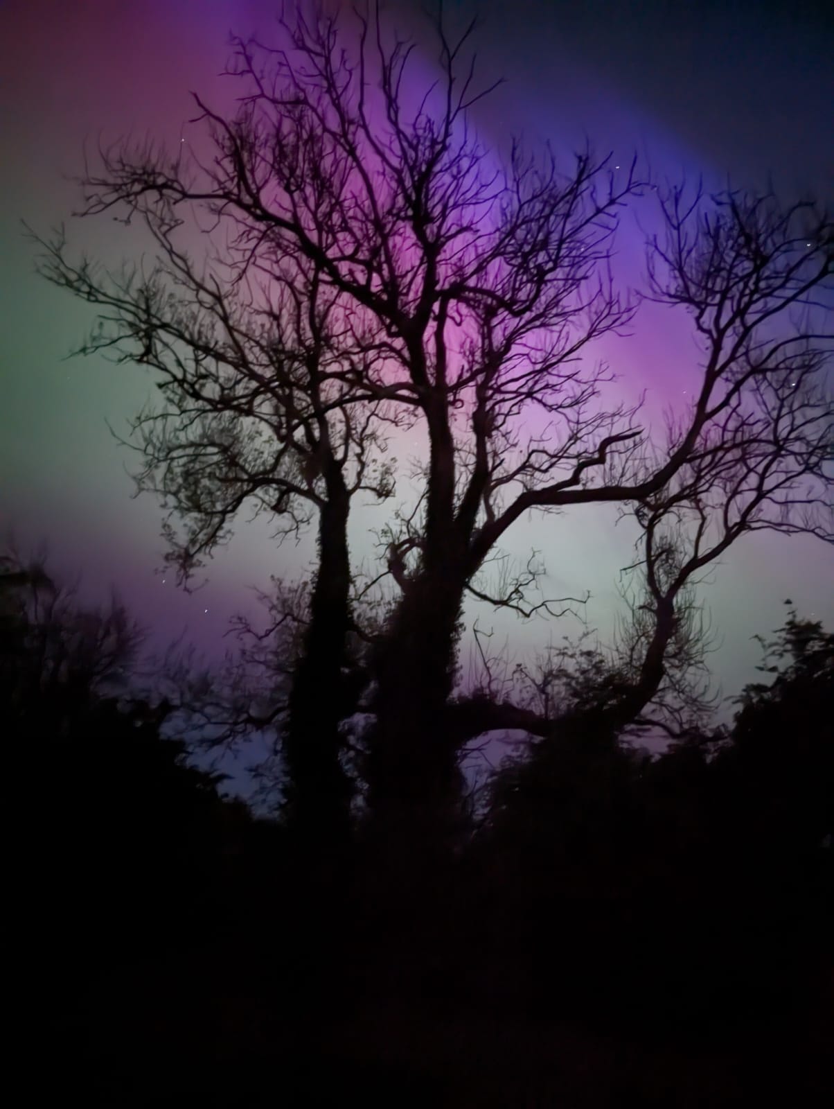 Northern lights tree shadow