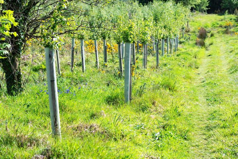 Newly planted trees