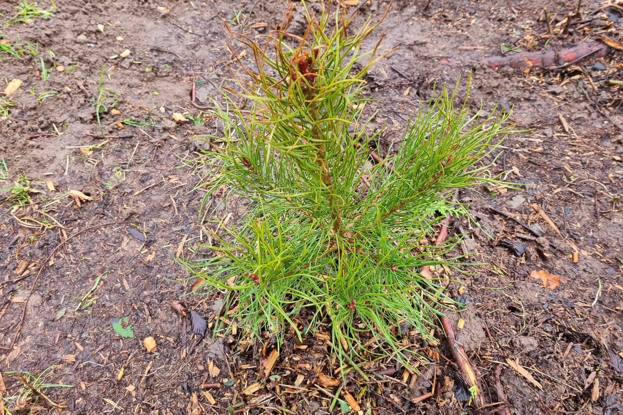 Planted bare root trees