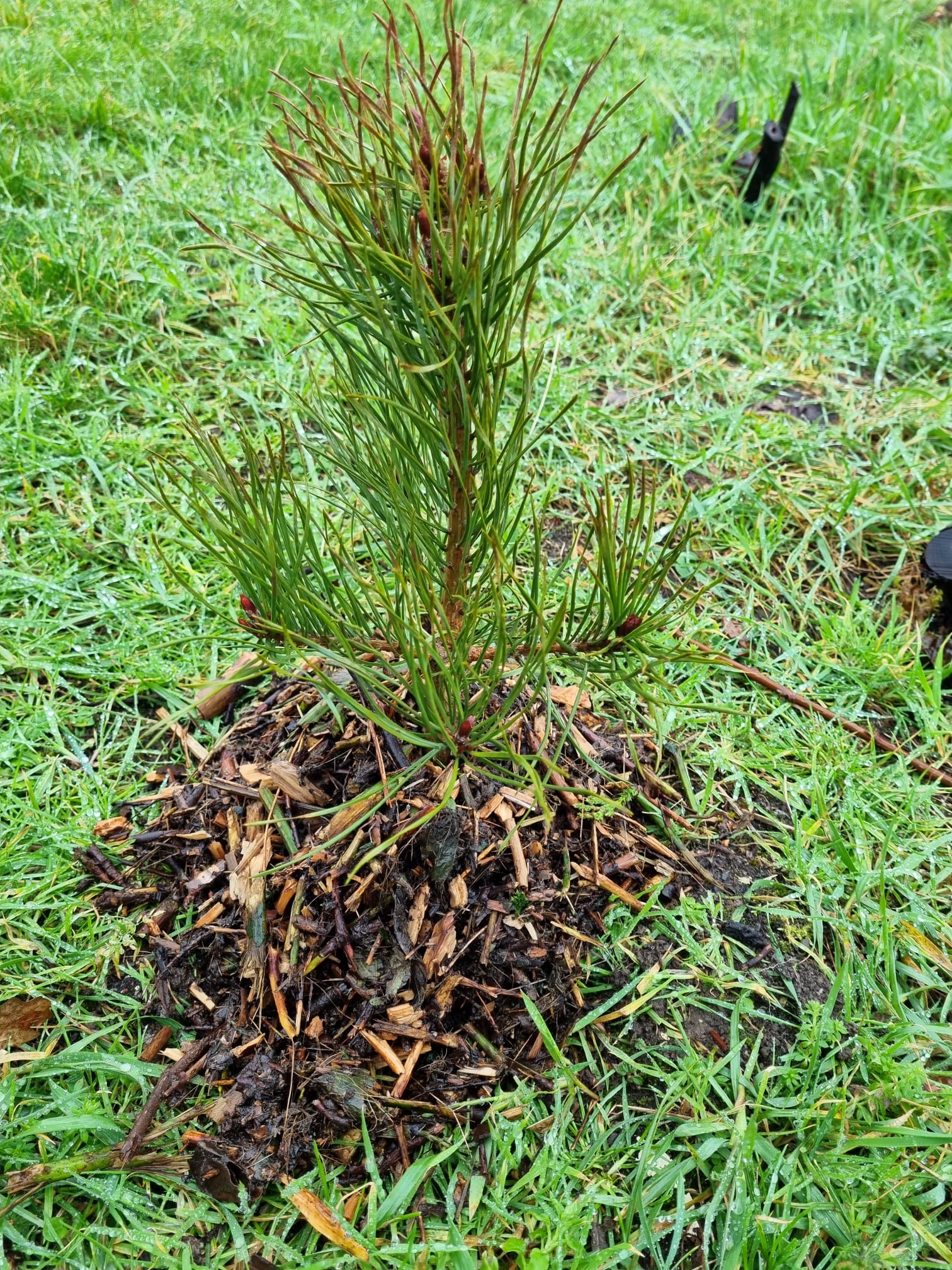 Caring for your newly planted bare root trees 