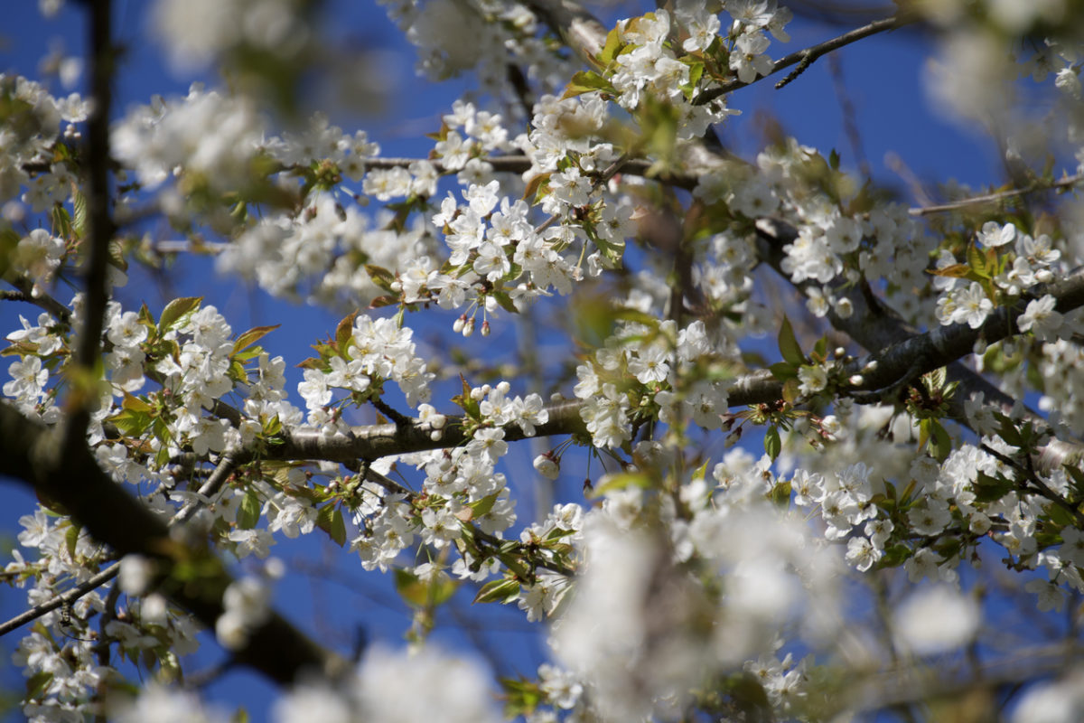 Wild cherry (Prunus avium) blossoming