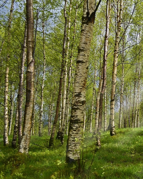 The Downy Birch, Etula Pubescens