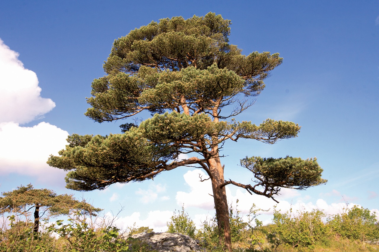  The Scots Pine tree, Pinus sylvestris