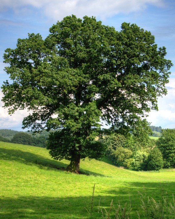 The Pendunculate Oak tree, Quercus robur,