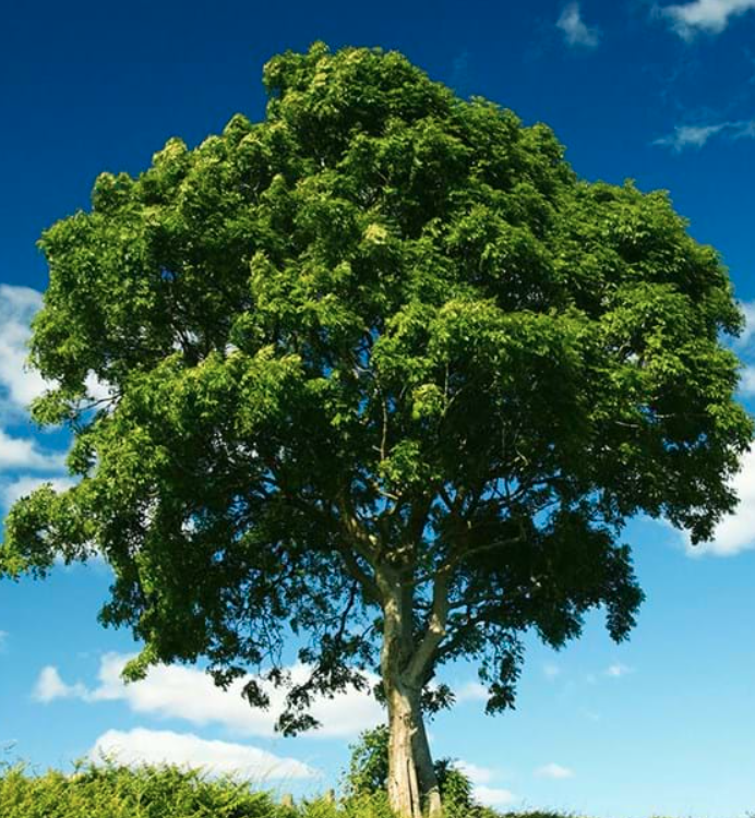 The Ash tree, Fraxinus excelsior