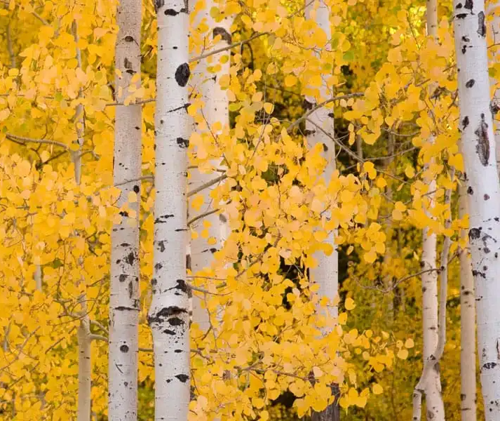 The Aspen tree, Populus tremula