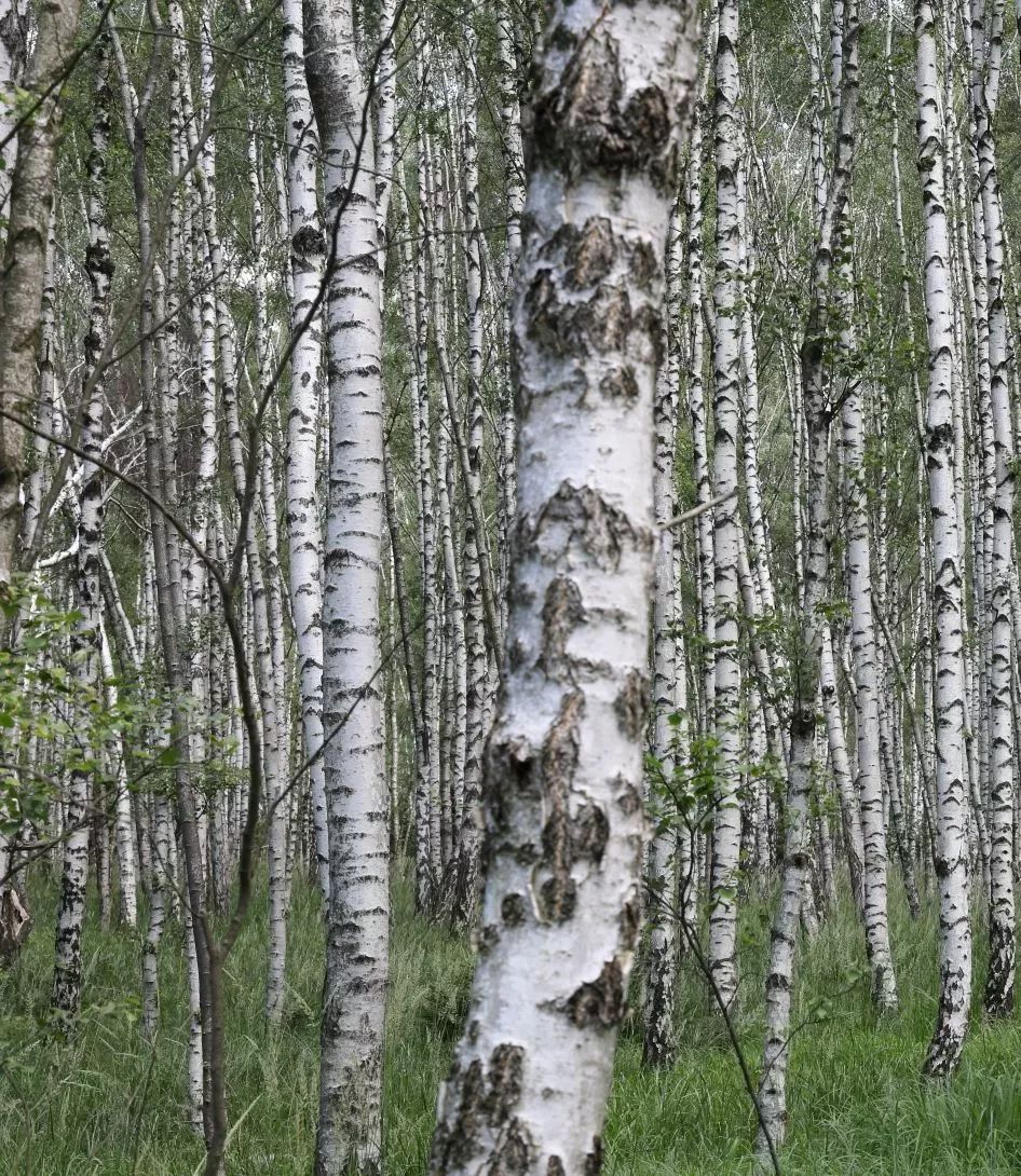 The Silver Birch, Betula pendula