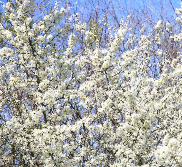  The Blackthorn tree, Prunus spinosa