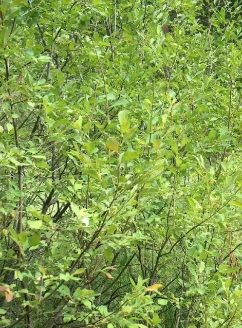The Eared Willow tree, Salix aurita
