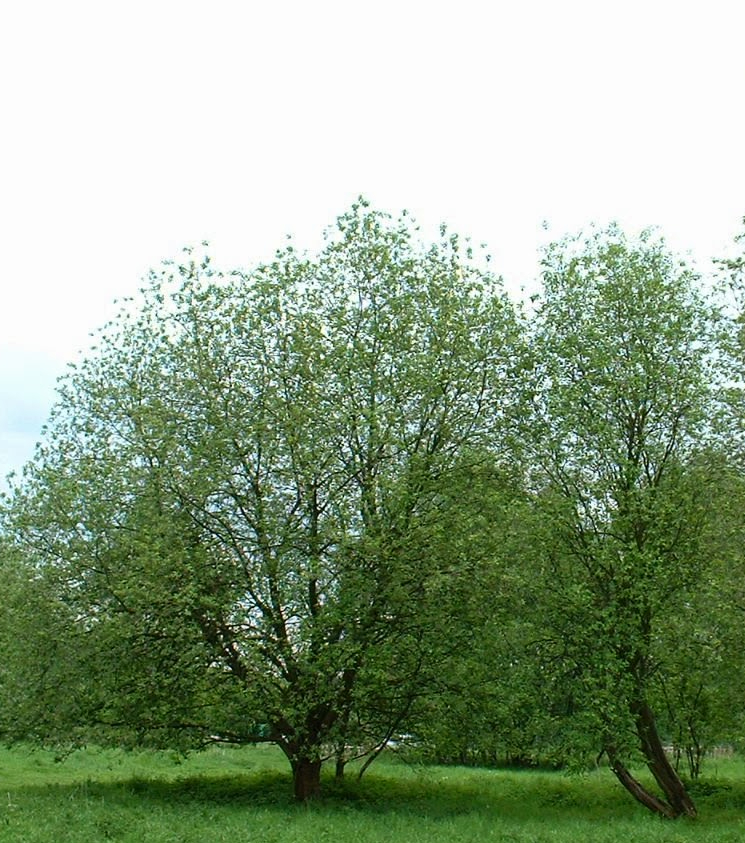 The Goat Willow tree, Salix caprea