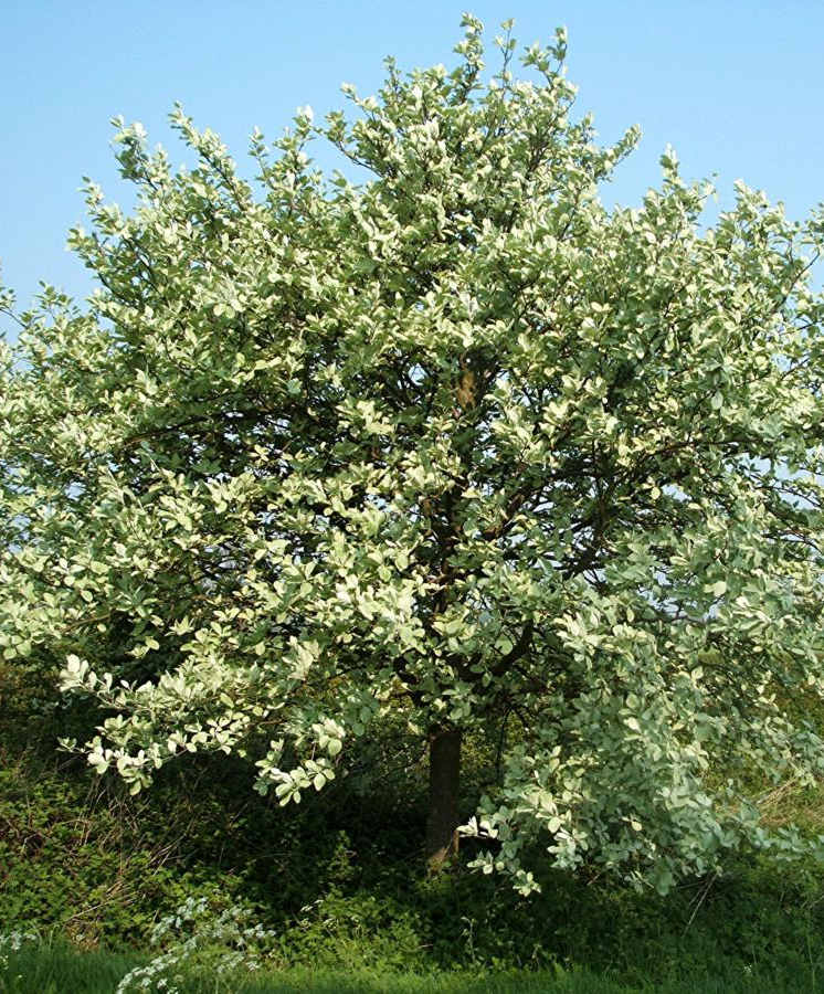  The Whitebeam tree, Sorbus aria