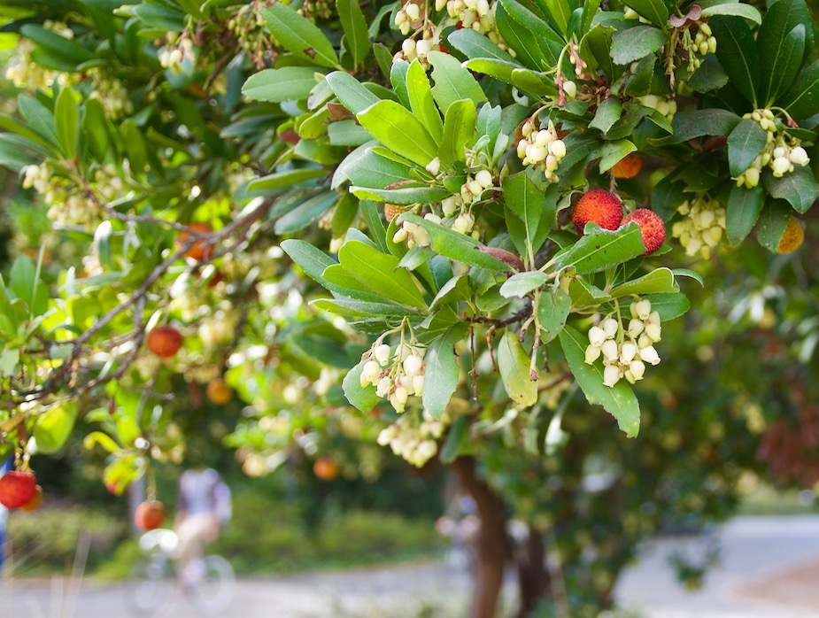 The Arbutus tree, also known as the Strawberry tree or Arbutus unedo