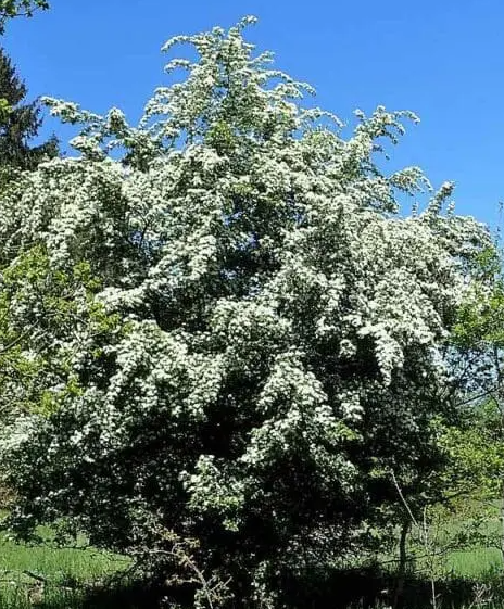 The Hawthorn tree, Crataegus monogyna