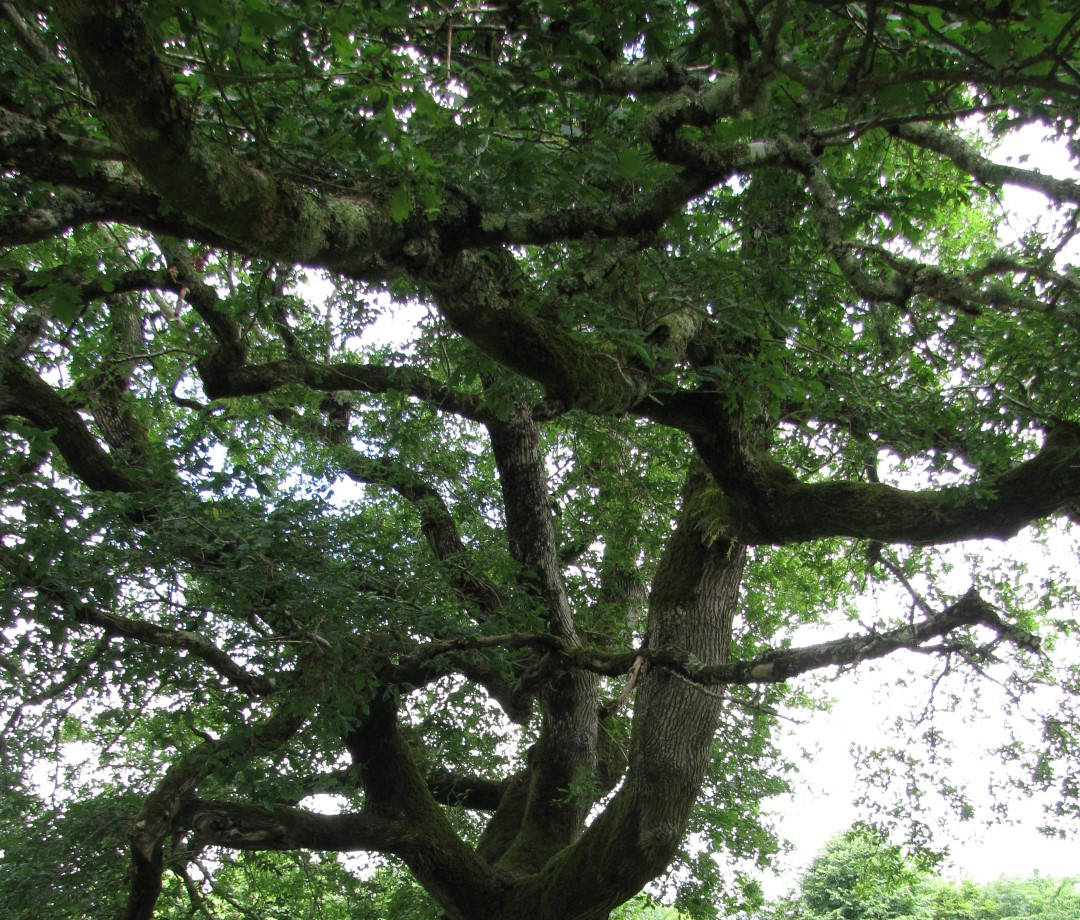 The Sessile Oak tree, Quercus petraea