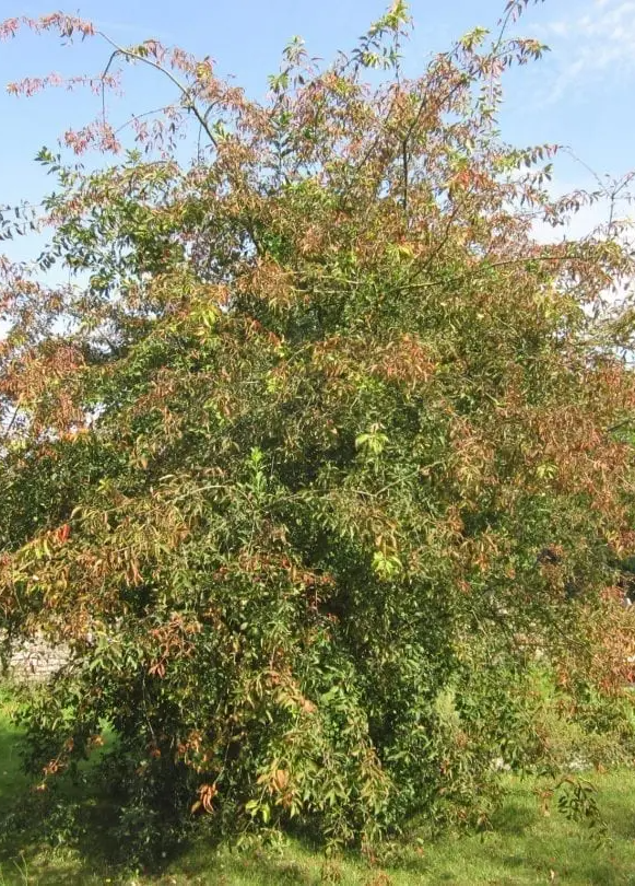 The Spindle tree, Euonymus europaeus