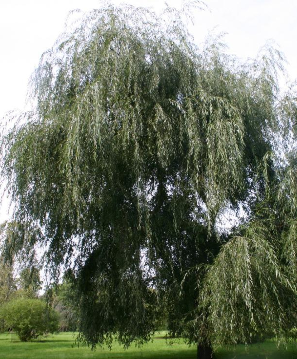 The White Willow tree, Salix alba