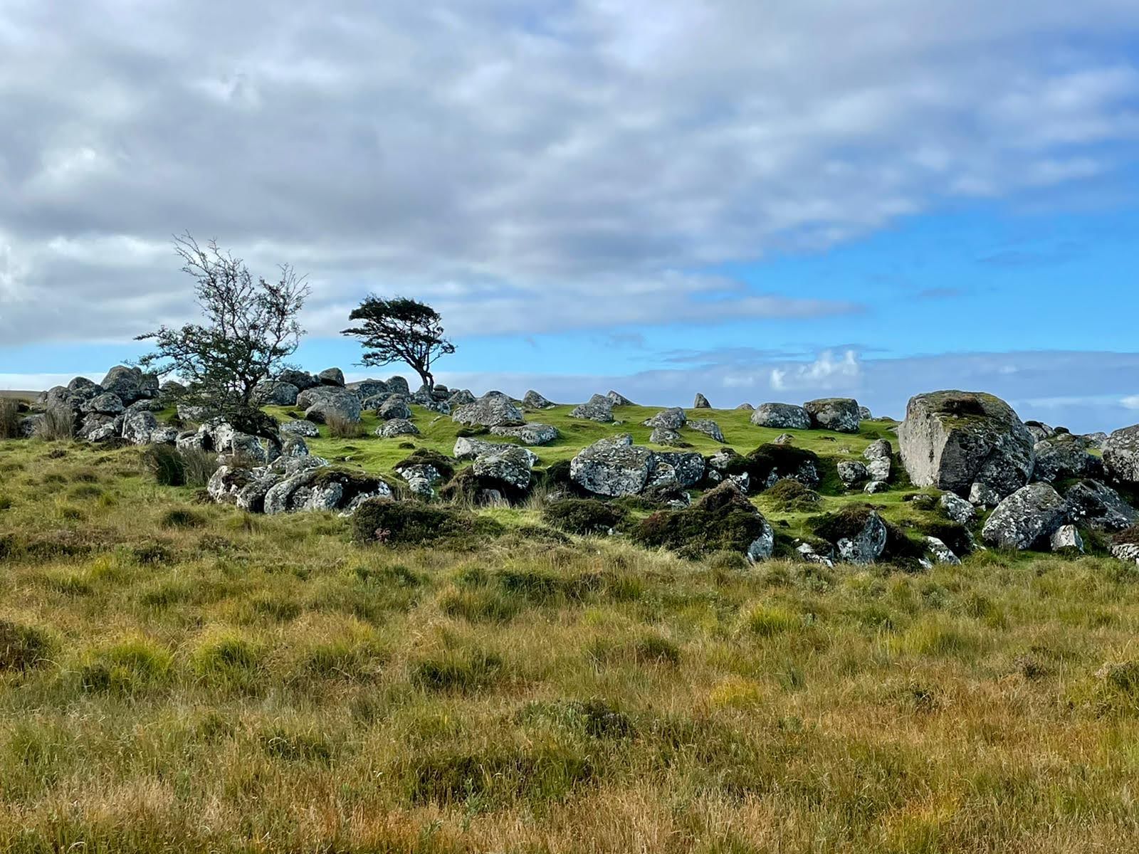 Single tree in Irish landscape