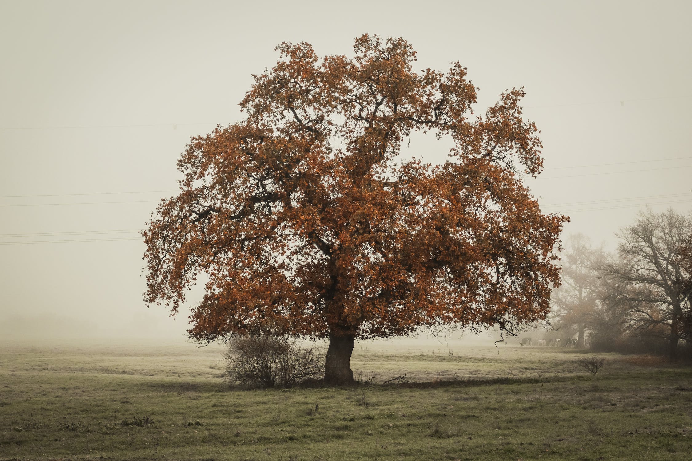 St. Brigid and her connection to the sacred Oak Tree 