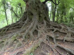 Ciaran - gnarly taken in Balrath woods Co Meath