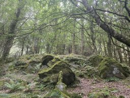 Ciaran - some Celtic rainforest near Castletownbere Co Cork