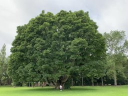 Ciaran - the great Sycamore at Gormanston college Co Meath