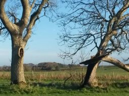 Susan - old man in a tree Oranmore.